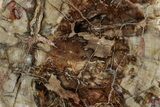 Beautiful, Petrified Wood (Araucaria) Slab - Madagascar #325539-1